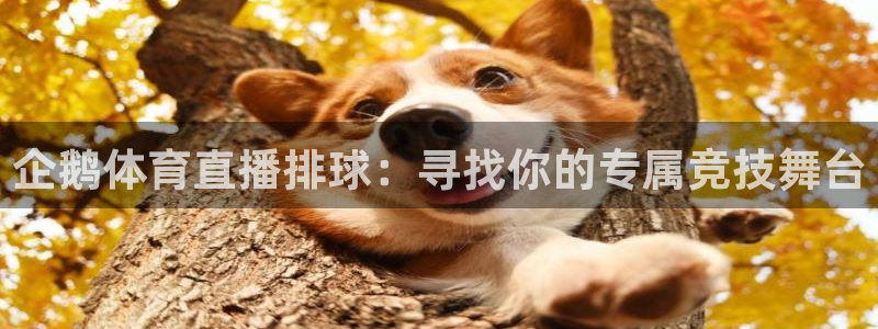 河豚直播nba免费观看