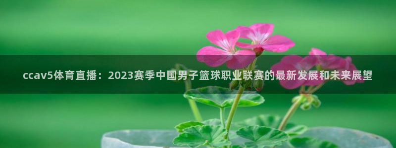 河豚直播nba免费观看下载