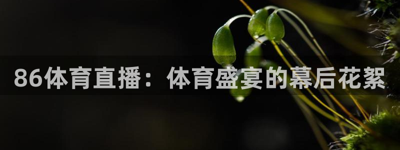 河豚直播nba免费观看