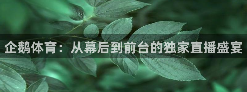 河豚直播nba
